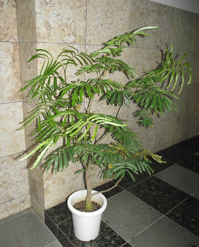 観葉植物元値20万　超特大！エバーフレッシュ(2700*1600) 観葉植物 エバーフレッシュ 10号 ボサ造り プラスチック鉢 | 観葉植物