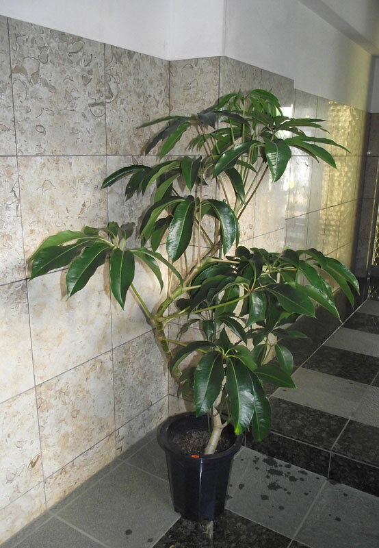 楽天市場】観葉植物（種類（植物）ツピダンサス）の通販