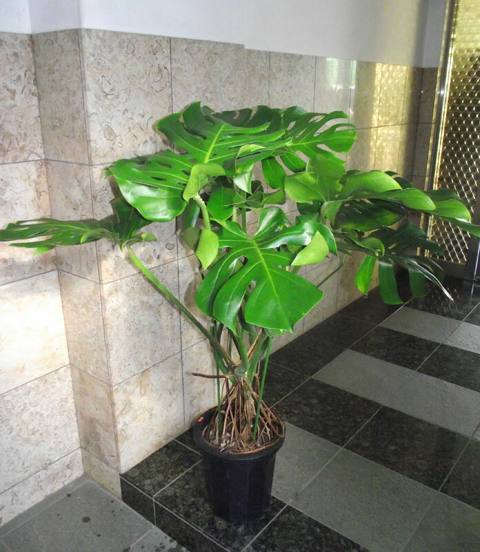 131 cm+ - 観葉植物 モンステラ 150