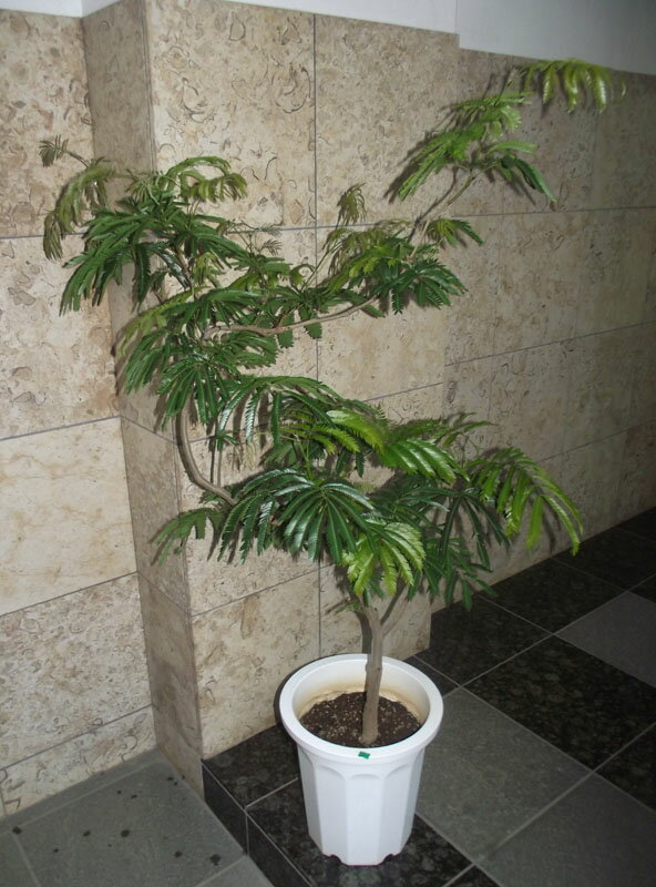 楽天市場】エバーフレッシュ（高さ（植物）131cm ～）の通販