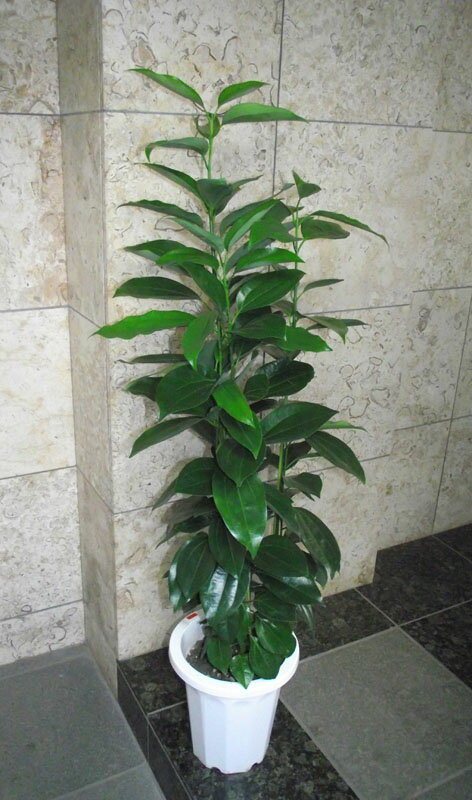 Rakuten - 観葉植物 シナモンの木 中