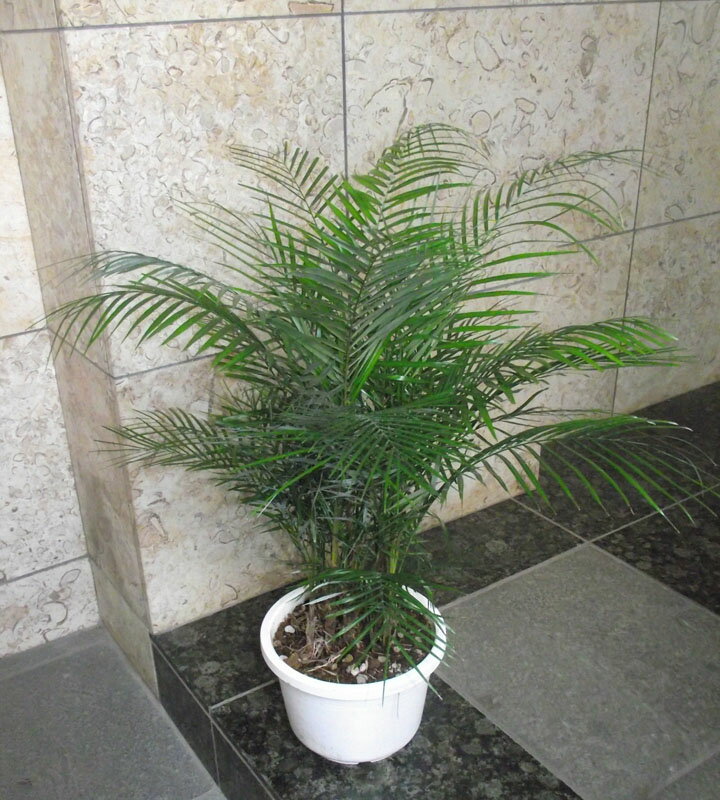 ヒメヤシ約100cm 8号　現品 楽天市場】観葉植物（種類（植物）ヒメヤシ）の通販