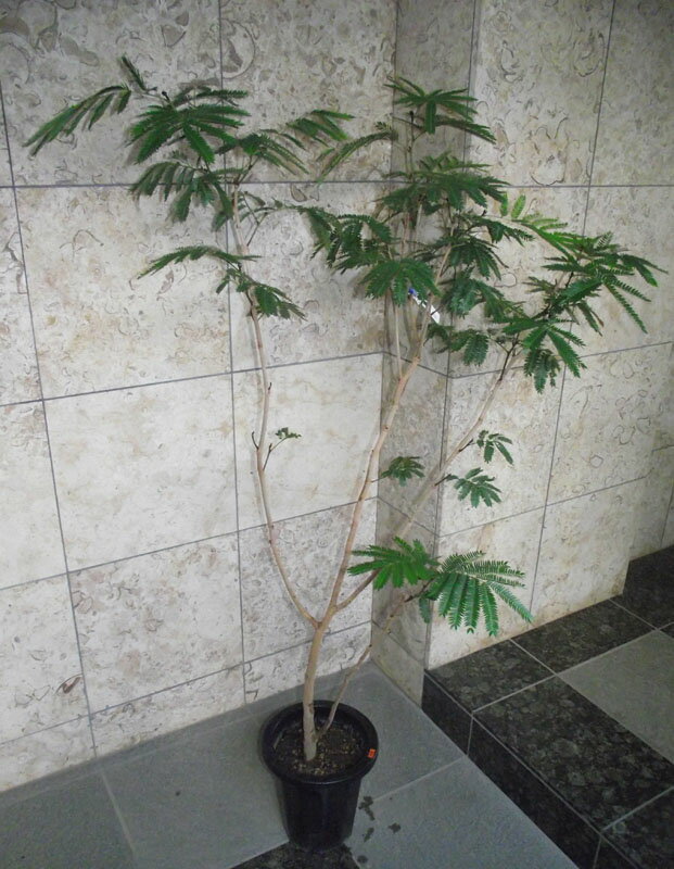 楽天市場】エバーフレッシュ（高さ（植物）131cm ～）の通販