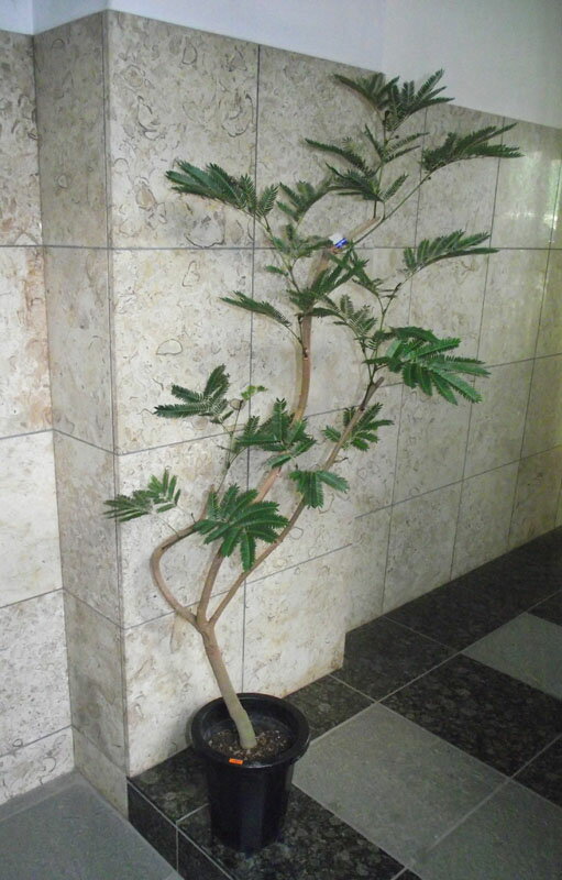 Rakuten - 観葉植物 ネムの木 エバーフレッシュ　150
