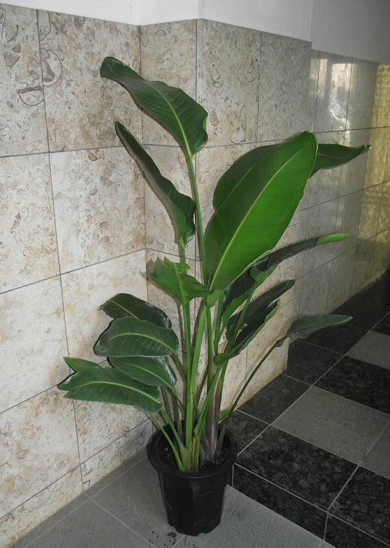 楽天市場】観葉植物（種類（植物）オーガスタ,モンステラ・高さ（植物
