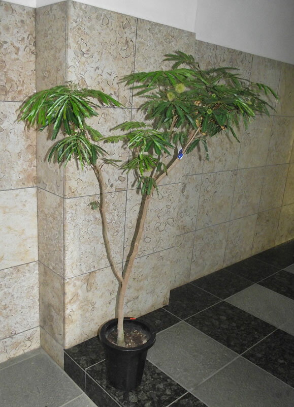 Rakuten - 観葉植物 ネムの木 エバーフレッシュ　140