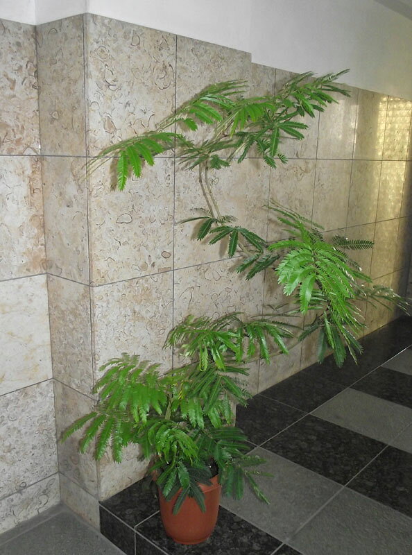 楽天市場】エバーフレッシュ（高さ（植物）131cm ～）の通販