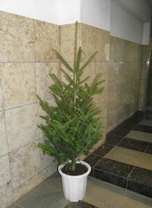 本物のもみの木（モミの木／樅の木） 170cm♪ クリスマスツリー