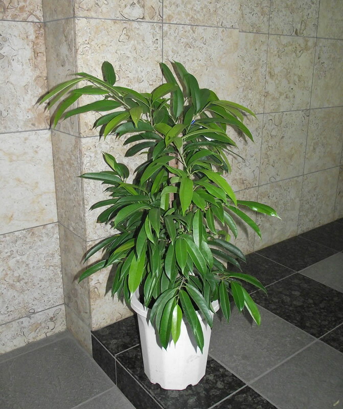 ショウナン　ゴムの木（アムステルダム）　＊会社・店舗・病院等は送料割引あり！