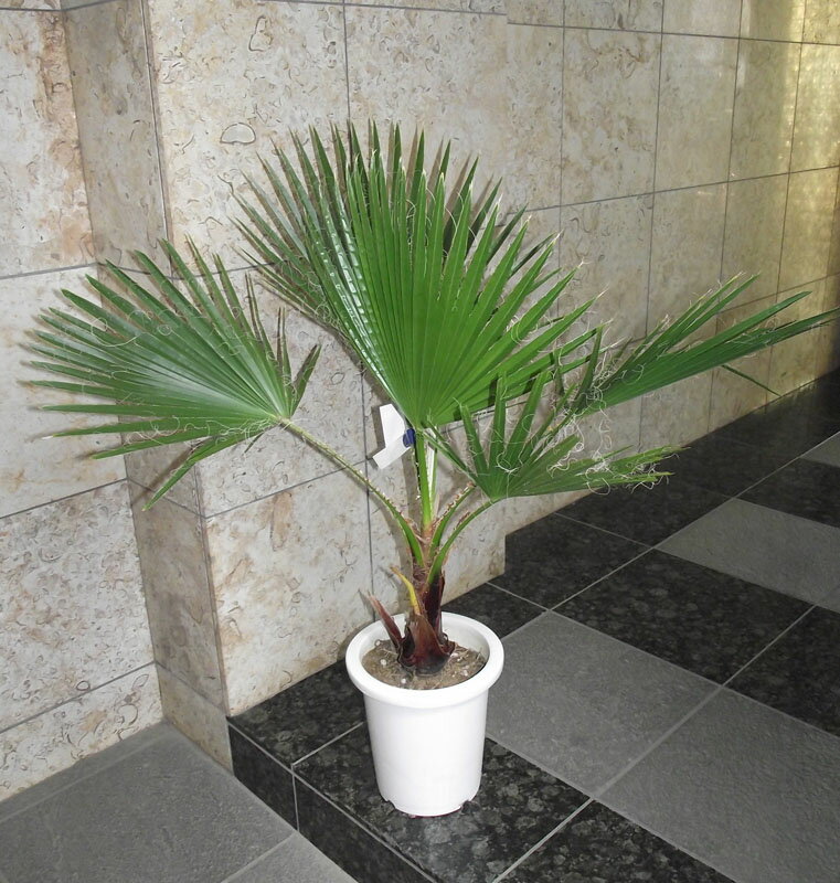 楽天市場】ワシントンヤシ(高さ(植物)71 ~ 130.9cm)の通販 楽天市場】ワシントンヤシ(高さ(植物)71 ~ 130.9cm)の通販