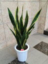 観葉植物 サンセベリア ローレンティー 90