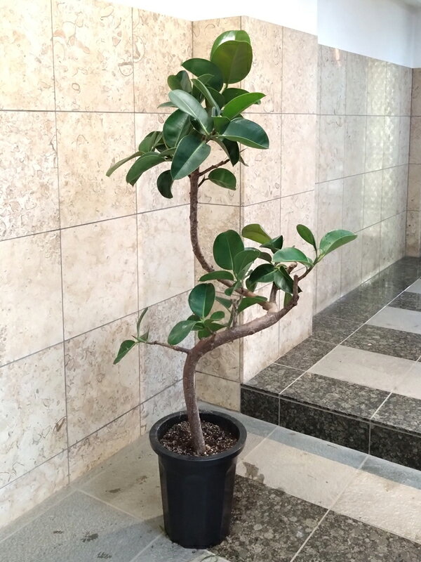 楽天市場】観葉植物 フィカス 10号の通販