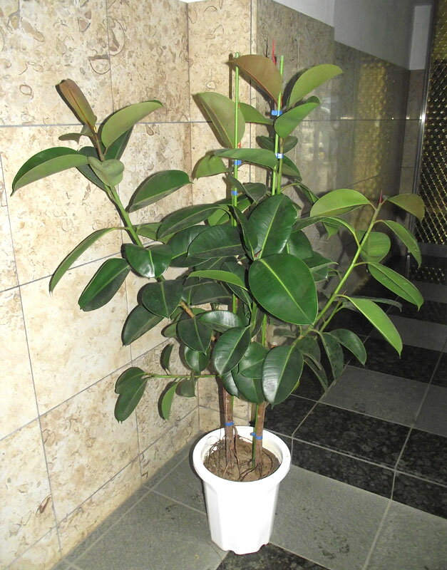 楽天市場】ゴムの木 観葉植物 10号の通販