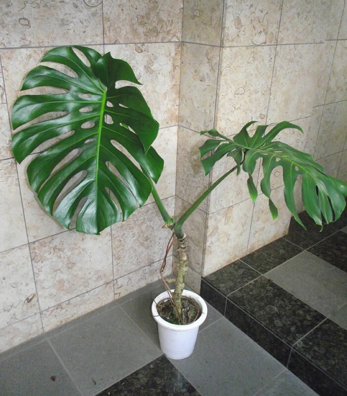 Rakuten - 観葉植物 モンステラ 130