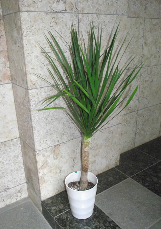 Rakuten - 観葉植物 ドラセナ カンボジアーナ 7号