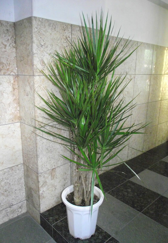 Rakuten - 観葉植物 ドラセナ コンシンネ　マジェンタ