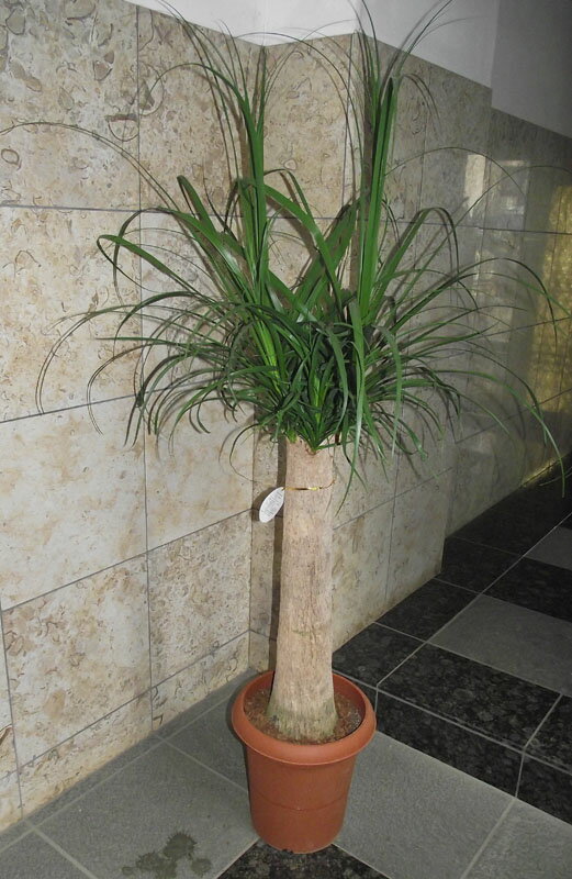 乐天商城 - 観葉植物 トックリラン ポニーテール　大鉢