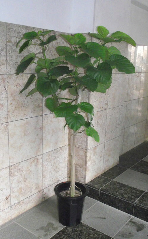 特大 フィカス ウンベラータ 約140cm 楽天市場】観葉植物 ウンベラータ 140cmの通販