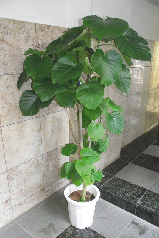 楽天市場】ウンベラータ 10号（観葉植物｜花・観葉植物）：花