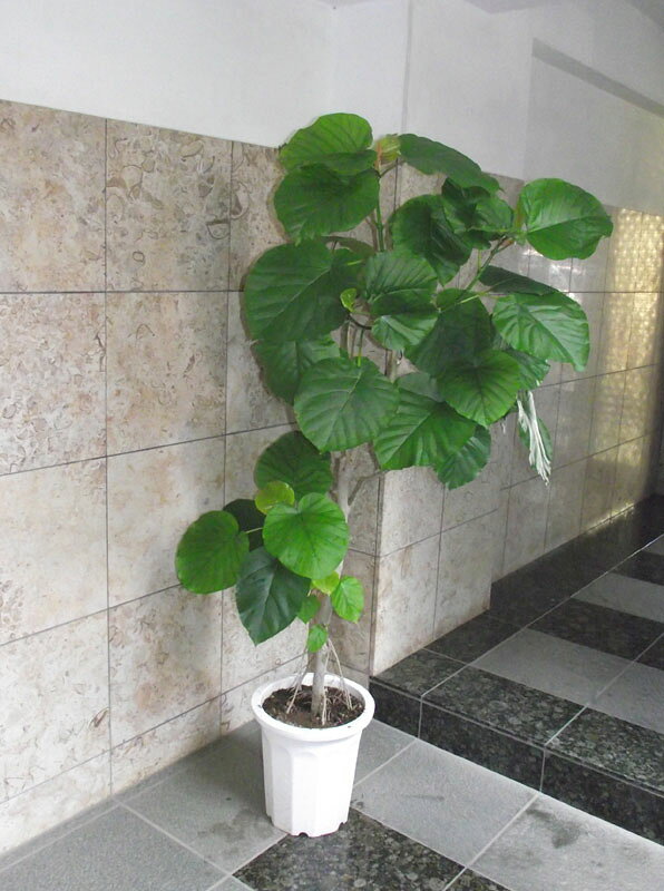 楽天市場】観葉植物 ウンベラータ 高さ180cmの通販