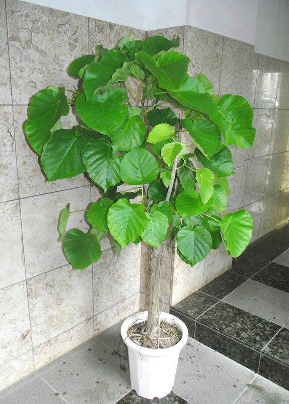 楽天市場】ウンベラータ 10号（観葉植物｜花・観葉植物）：花