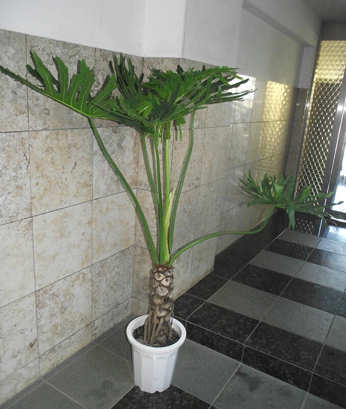 観葉植物 セローム 175