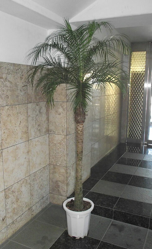 楽天市場】観葉植物 大型 フェニックスの通販