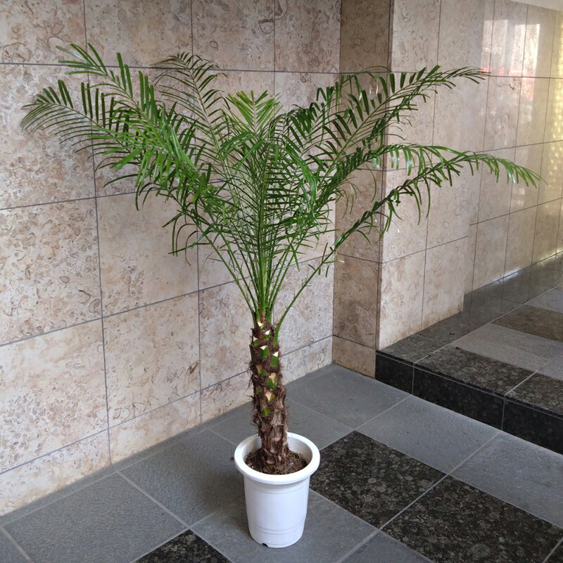 楽天市場】フェニックスロベレニー（花・観葉植物｜花・ガーデン・DIY