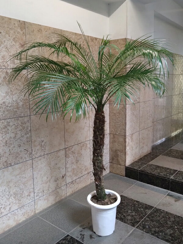楽天市場】フェニックスロベレニー（サイズ（植木鉢）7 ～ 9号）の通販