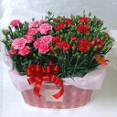 鉢 赤とピンクのカーネーションの鉢植え バスケット入り　母の日花ギフト