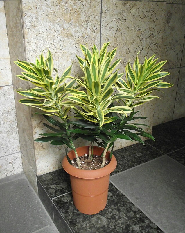 ドラセナ　ソングオブ　スリランカのサムネイル