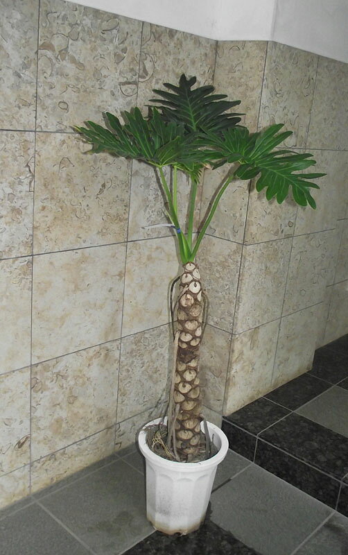 観葉植物 セローム　155