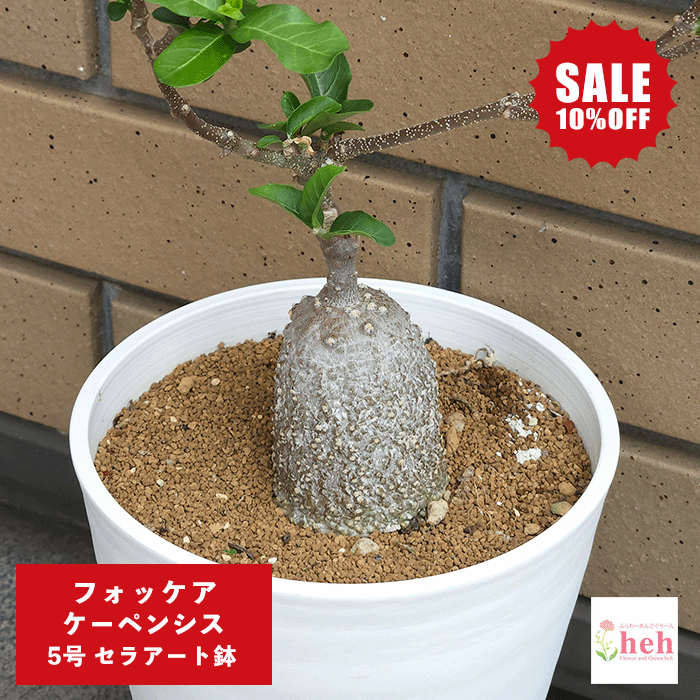 【SALE】フォッケア ケーペンシス 5号 セラアート鉢 コーデックス 塊根植物 土 鉢 種 種子 カペンシス 種類 プレゼント ギフト 送料無料 ビザール 珍奇 販売 観葉 多肉 開店 新築 結婚 記念日 誕生日 お祝い 開業 引越し 植物 現品 かんよう たにく ガーデニング グリーン