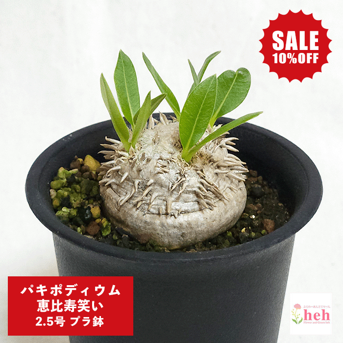 【SALE】パキポディウム 恵比寿笑い 2.5号 プラ鉢 塊根植物 コーデックス 鉢 土 ブレビカウレ 種類 ビザール プランツ 珍奇 プレゼント 現品 販売 花 鉢 屋外 室内 送料無料 観葉 多肉 ギフト 誕生日 パキポ 鉢物 植物 ガーデニング ベランダ グリーン