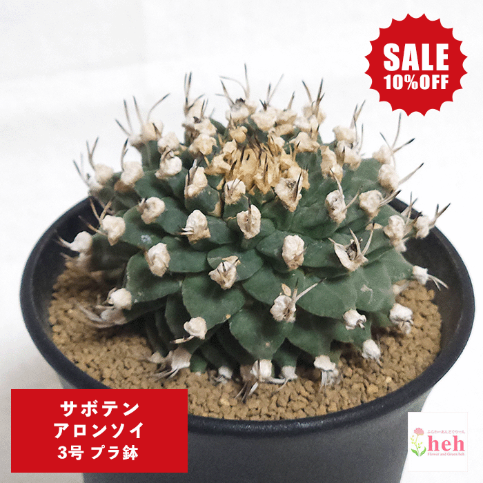 【SALE】サボテン アロンソイ 3号 プラ鉢 さぼてん 鉢 土 種 ツルビニカルプス プレゼント 送料無料 観葉 多肉 植物 種類 ギフト 珍奇 ビザール プランツ 開店 誕生日 新築 屋外 室内 贈り物 記念日 贈答 販売 お祝い 開業 鉢物 インテリア オシャレ ガーデニング ベランダ