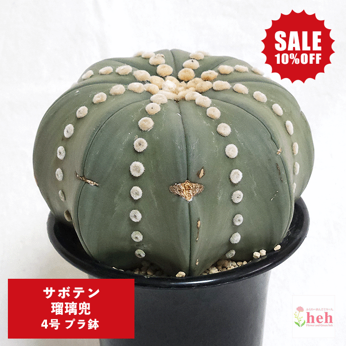 【SALE】サボテン 瑠璃兜 4号 プラ鉢 観葉植物 種 土 さぼてん アストロフィツム 種類 兜 かぶと 室内 屋外 花 鉢 送料無料 観葉 多肉 ギフト 開店 新築 鉢物 結婚 プレゼント 記念日 誕生日 お祝い 開業 友人 オシャレ 販売 植物 かんよう たにく ガーデニング