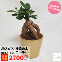 ガジュマル 3.5 陶器鉢 ゴールド 鉢豪華ver 多幸の木 小型 種類 花 木 屋外 室内 ビザール プランツ 観葉 かわいい ギフト 開店 誕生日 新築 鉢...