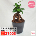 ガジュマル 3.5 陶器鉢 ブラック 鉢豪華ver 多幸の木 小型 種類 花 木 屋外 室内 ビザール プランツ 観葉 かわいい ギフト 開店 誕生日 新築 鉢...