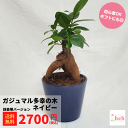 ガジュマル 3.5号 陶器鉢 ネイビー 塊根植物 コーデックス 種類 鉢 多幸の木 小型 花 木 屋外 室内 ビザール プランツ 観葉 かわいい ギフト 開店 ...