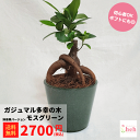 ガジュマル 3.5 陶器鉢 モスグリーン 鉢豪華ver 多幸の木 小型 種類 花 木 屋外 室内 ビザール プランツ 観葉 かわいい ギフト 開店 誕生日 新築...
