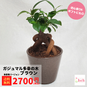 ガジュマル 3.5 陶器鉢 ブラウン 鉢豪華ver 多幸の木 小型 種類 花 木 屋外 室内 ビザール プランツ 観葉 かわいい ギフト 開店 誕生日 新築 鉢...