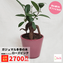 ガジュマル 3.5 陶器鉢 ローズピンク 鉢豪華ver 多幸の木 小型 種類 花 木 屋外 室内 ビザール プランツ 観葉 かわいい ギフト 開店 誕生日 新築...