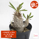 パキポディウム イノピナツム 2号 プラ鉢 塊根植物 土 種 鉢 コーデックス 苗 種類 アウトレット 訳あり 珍奇 ビザール プランツ 屋外 通販 送料無料 鉢物 観葉 多肉 花 植物 室内 オシャレ 販売 ガーデニング グリーン