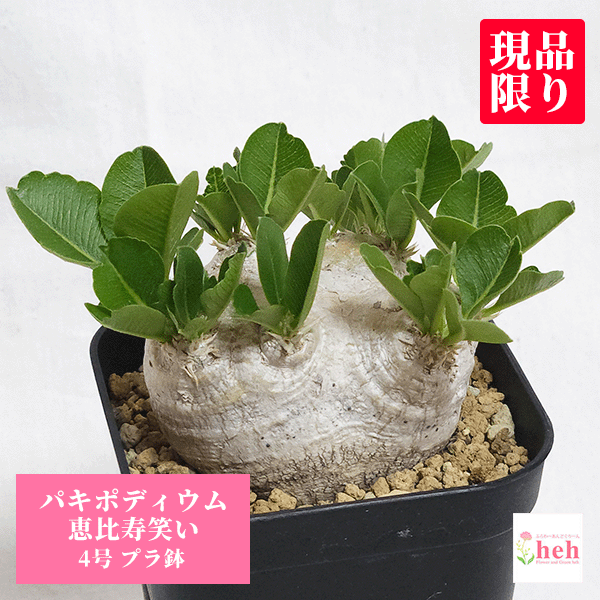 パキポディウム 恵比寿笑い 4.0 プラ鉢 4号 ブレビカウレ コーデックス 珍奇 ビザール プランツ 塊根 プレゼント 種類 屋外 室内 送料無料 鉢物 観葉 多肉 ギフト 開店 誕生日 新築 結婚 記念日 贈答 お祝い 開業 植物 室内 オシャレ 販売 ガーデニング ベランダ グリーンのサムネイル