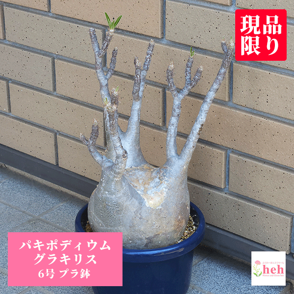 ѥݥǥ 饭ꥹ 6 ץȭ ʪ   ȭ ǥå ݲ ץ쥼   ӥ ץ  ...