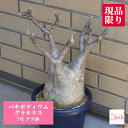 パキポディウム グラキリス 7号 プラ鉢 塊根植物 土 種 鉢 コーデックス 象牙宮 プレゼント 種類 珍奇 ビザール プランツ 屋外 通販 送料無料 鉢物 観...