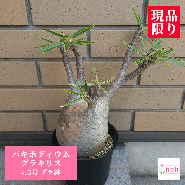 楽天市場】パキポディウム 現地球の通販 楽天市場】パキポディウム 現地球の通販