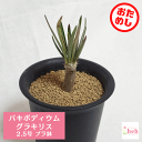 パキポディウム グラキリス 2.5号 プラ鉢 実生 コーデックス 種子 鉢 塊根植物 土 象牙宮 プレゼント 種類 お試し 屋外 室内 送料無料 鉢物 観葉 多...