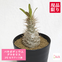 パキポディウム グラキリス 3号 セラアート鉢 塊根植物 土 種 鉢 コーデックス 象牙宮 プレゼント 種類 珍奇 ビザール プランツ 屋外 通販 送料無料 鉢...