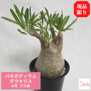 パキポディウム グラキリス 4号 プラ鉢 塊根植物 土 種 鉢 コーデックス 象牙宮 プレゼント 種類 珍奇 ビザール プランツ 屋外 通販 送料無料 鉢物 観...